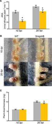 Glutathione Deficiency in Sinorhizobium meliloti Does Not Impair Bacteroid Differentiation But Induces Early Senescence in the Interaction With Medicago truncatula